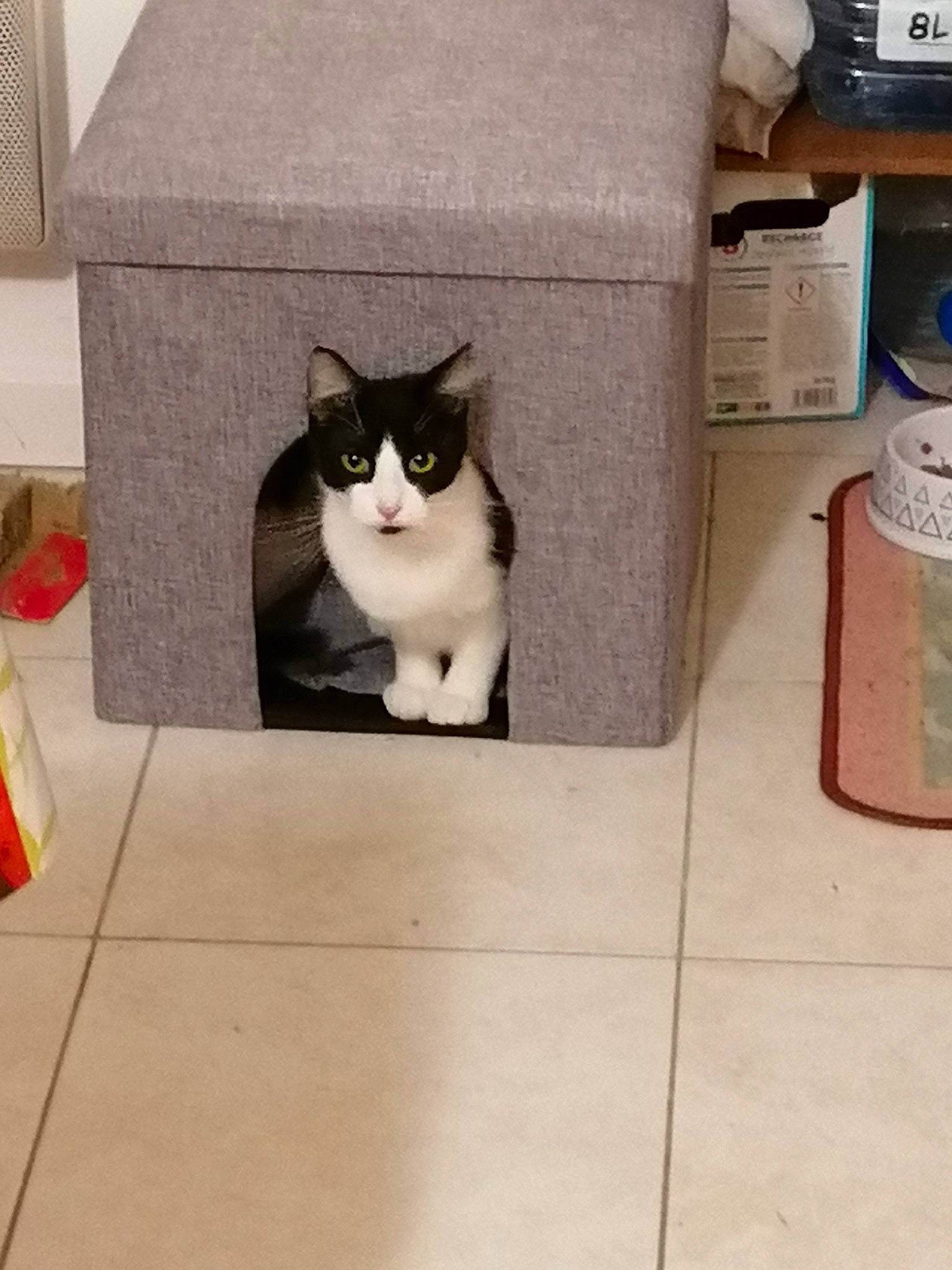 Poufette participe au concours pour gagner de l'argent avec cette photo : box, cardboard, carnivore, cat, cat_supply, domestic_short_haired_cat, european_shorthair, felidae, floor, flooring, kitten, litter_box, polydactyl_cat, small_to_medium_sized_cats, tail, tile, whiskers