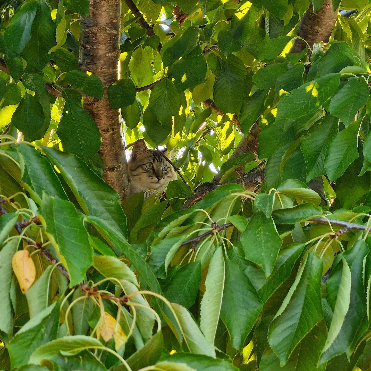 Minou a rejoint le concours — aidez-le/la à gagner de superbes lots ! alert, animal, branch, camouflage, cat, closeup, curious, daylight, environment, foliage, greenery, leaves, mammal, nature, outdoor, pet, quiet, summer, tree, wildlife