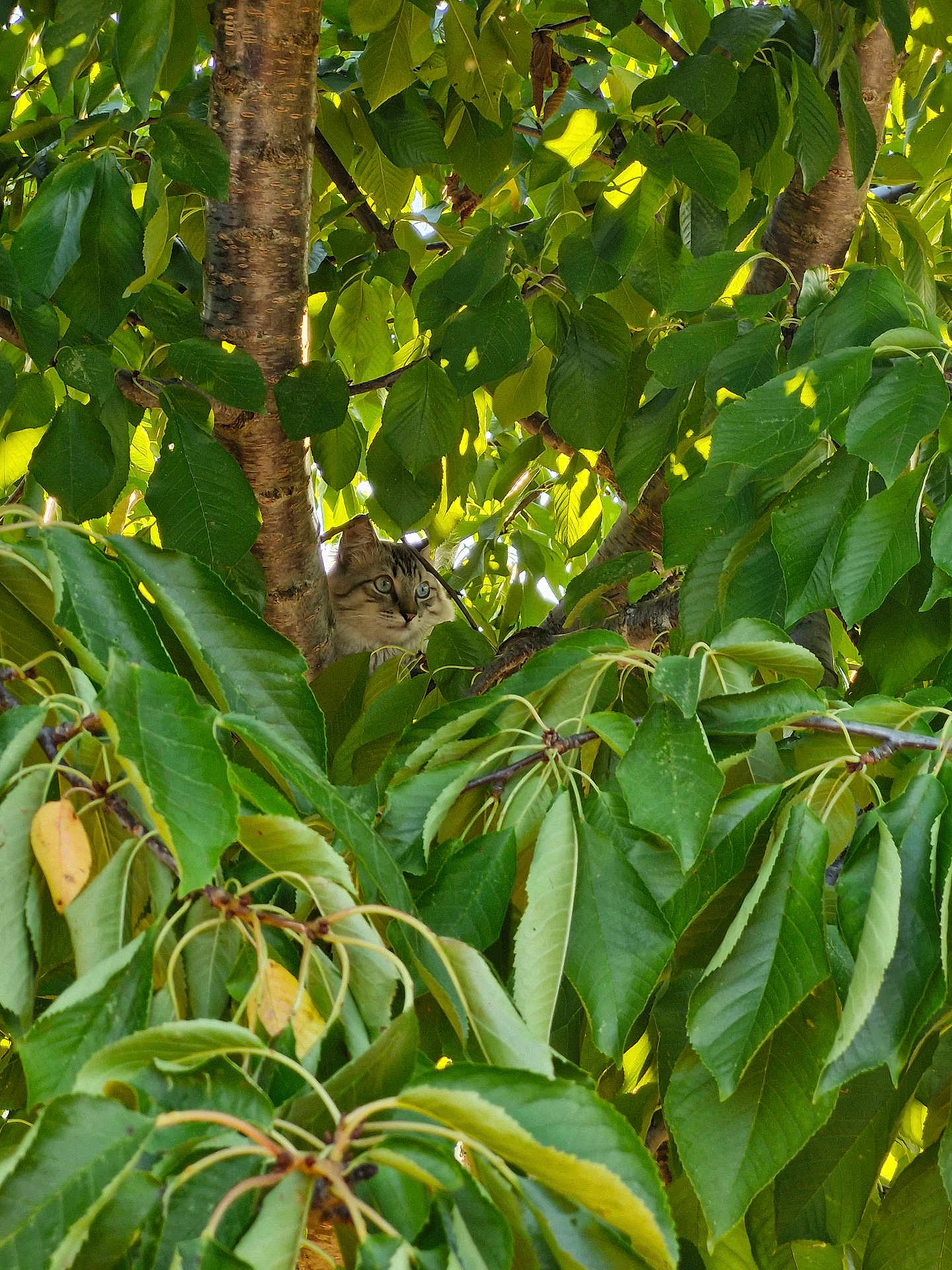Minou a rejoint le concours — aidez-le/la à gagner de superbes lots ! cat, tree, leaves, nature, greenery, animal, outdoor, curious, wildlife, branch, foliage, camouflage, pet, mammal, daylight, summer, closeup, quiet, alert, environment