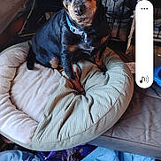 Bowie is registered to the contest to win money with this photo: dog, pet_bed, indoor, blanket, floor, collar, black_dog, tan_markings, small_dog, cage, crate, furniture, looking_up, domestic_animal, cozy, resting, animal, companion, cute, household