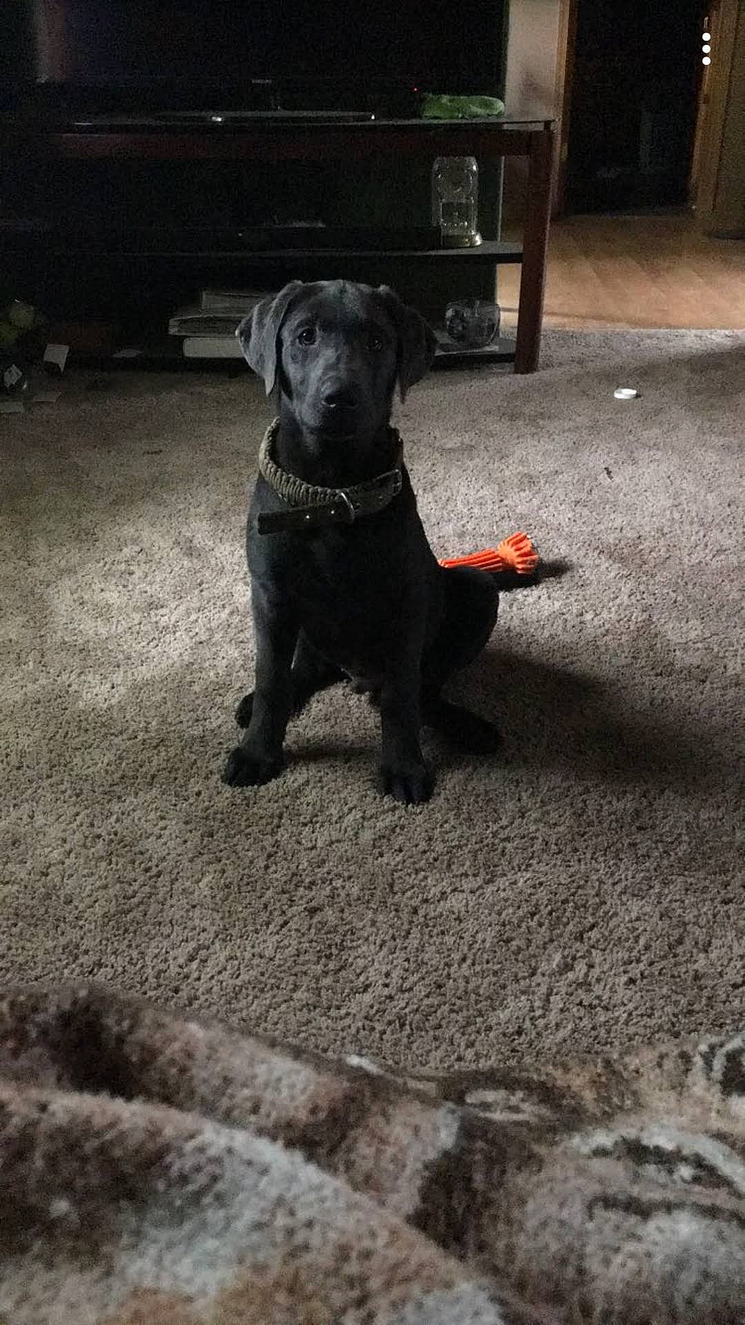 Thor joined the competition — help win amazing prizes! black, borador, canidae, carnivore, companion_dog, dog, dog_breed, fawn, floor, flooring, grey, gun_dog, light, retriever, road_surface, shadow, snout, tail, tints_and_shades, working_animal