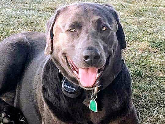 Thor is registered to the contest to win money with this photo: borador, canidae, carnivore, collar, companion_dog, dog, dog_breed, dog_collar, event, fang, fawn, grass, gun_dog, liver, plant, snout, sporting_group, terrestrial_animal, whiskers, working_animal