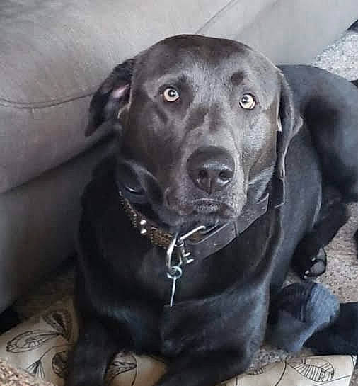 Thor is registered to the contest to win money with this photo: borador, canidae, carnivore, collar, companion_dog, dog, dog_breed, dog_collar, eye, fur, gun_dog, head, liver, personal_protective_equipment, pet_supply, retriever, snout, sporting_group, whiskers, working_animal