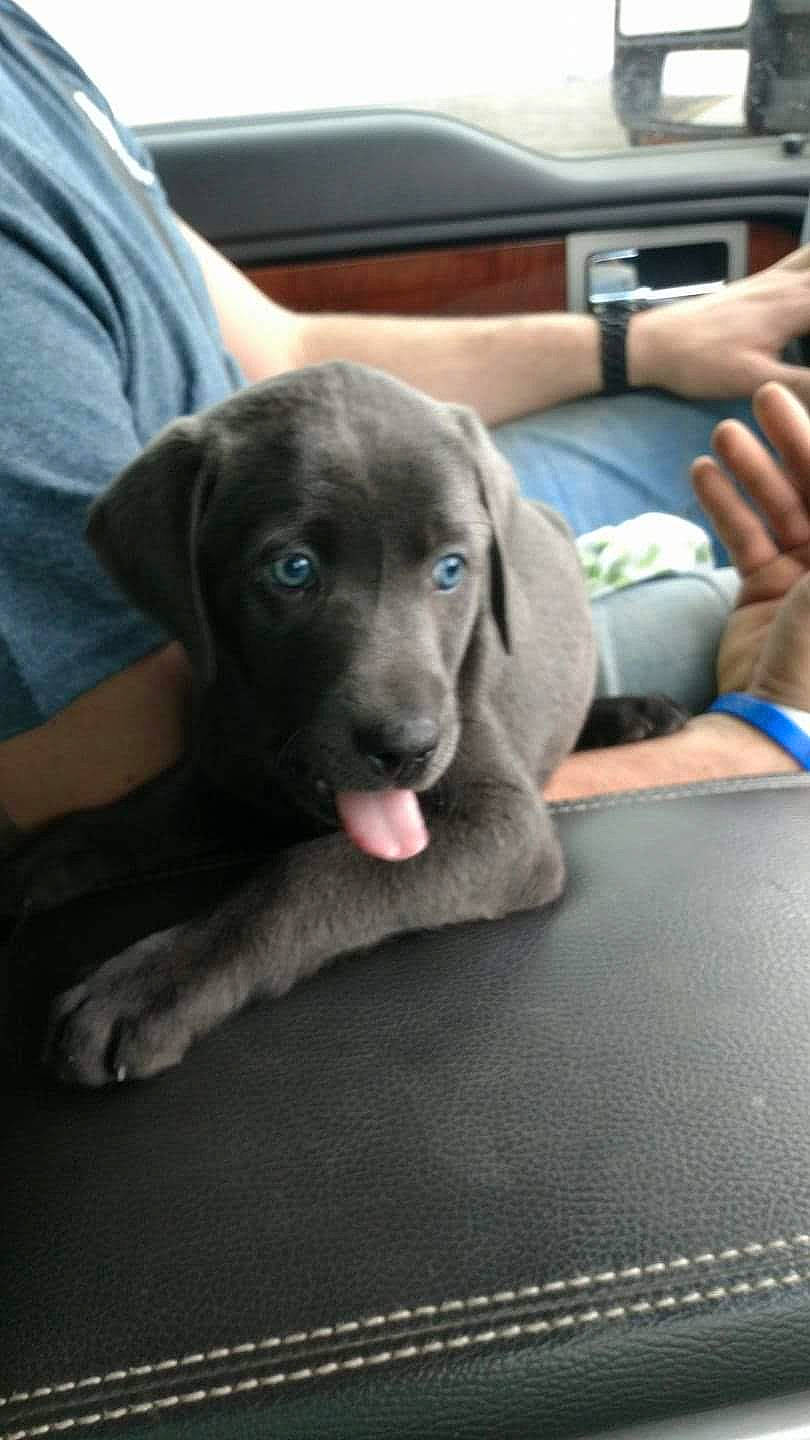 Thor is registered to the contest to win money with this photo: borador, canidae, carnivore, clock, comfort, companion_dog, desk, dog, dog_breed, fur, grey, mobile_phone, office_supplies, pen, snout, sporting_group, table, watch, whiskers, working_animal