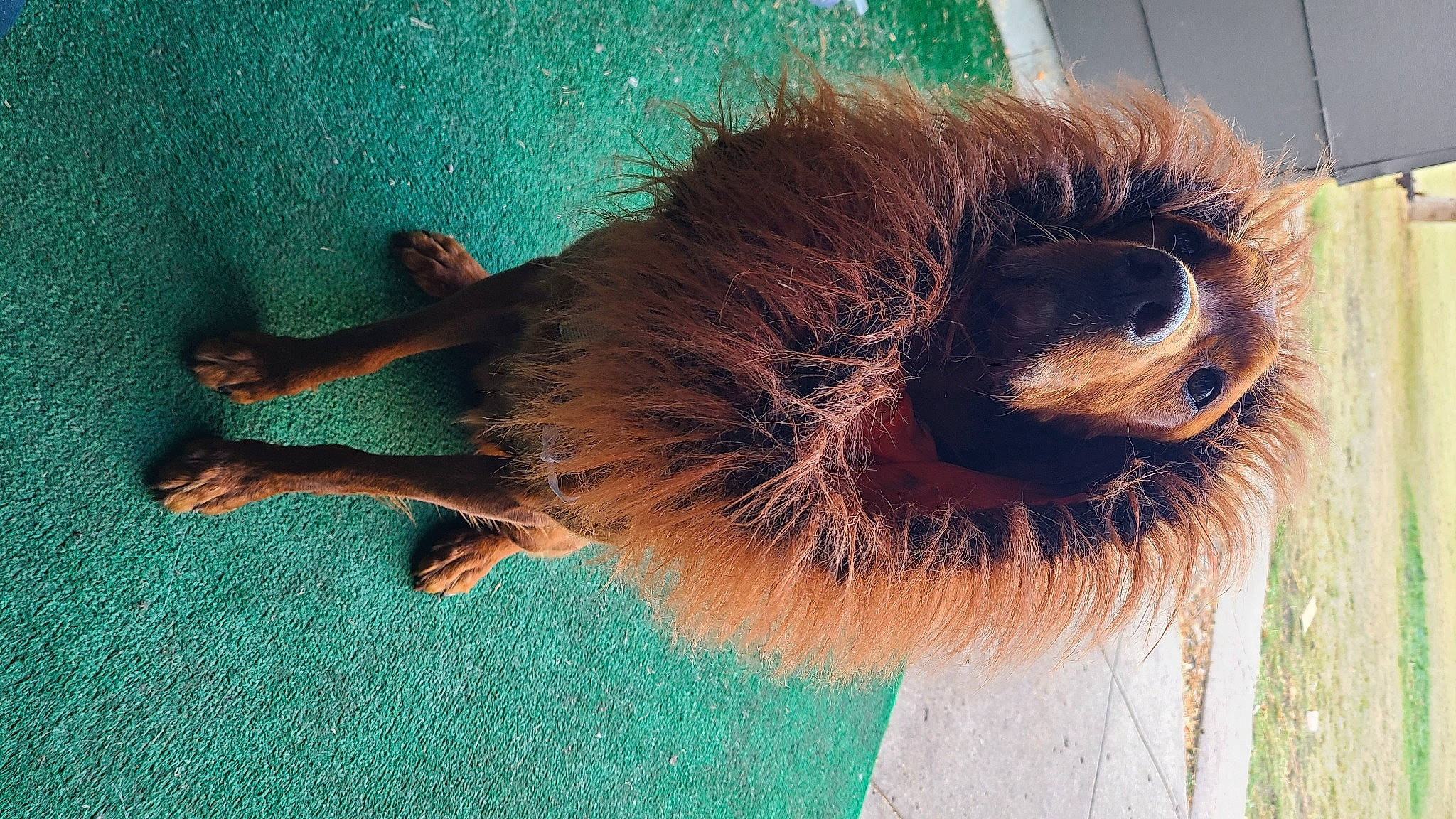 Bane joined the competition — help win amazing prizes! beak, camelid, claw, dog_breed, electric_blue, fawn, feather, fur, liver, metal, organism, palm_tree, sloth, snout, tail, terrestrial_animal, three_toed_sloth, two_toed_sloth, whiskers, window