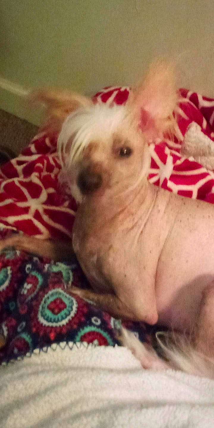 Gizmo is registered to the contest to win money with this photo: canidae, carnivore, companion_dog, dog, dog_breed, dog_supply, fawn, flesh, fur, happy, linens, pattern, paw, puppy_love, small_terrier, snout, toy, toy_dog, whiskers, working_animal