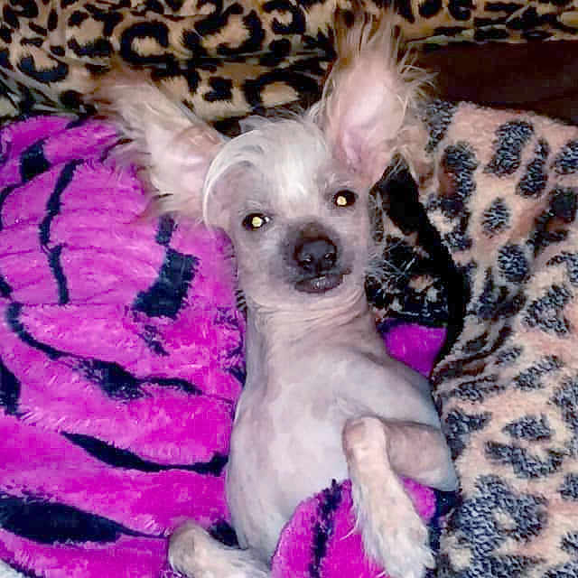 Gizmo