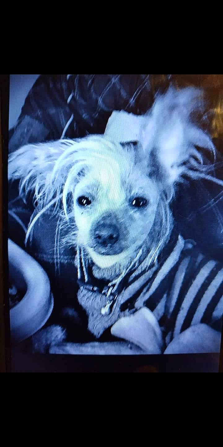 Gizmo joined the competition — help win amazing prizes! art, canidae, carnivore, companion_dog, display_device, dog, dog_breed, drawing, electronic_device, fur, monochrome_photography, picture_frame, puppy, rectangle, snout, sporting_group, square, toy_dog, visual_arts, whiskers