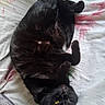 Noirette participe au concours pour gagner de l'argent avec cette photo : animal, bed, black_cat, cat, cozy, cute, domestic_animal, feline, floral_pattern, fur, indoor, lying_down, mammal, pet, relaxing, resting, sleepy, soft, whiskers, yellow_eyes