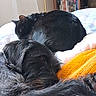 animal, bed, black_cat, black_dog, blanket, bookshelf, cat, companion, cozy, dog, fur, furniture, home, indoor, orange_blanket, pet, relaxation, resting, sleeping, soft_light