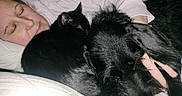 Bill a rejoint le concours — aidez-le/la à gagner de superbes lots ! animal, bed, black_cat, black_dog, blanket, cat, comfort, cozy, dog, face, fur, human, indoor, person, pet, relaxation, rest, sleeping, snuggling, white_bedding