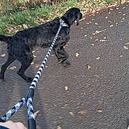 Bill a rejoint le concours — aidez-le/la à gagner de superbes lots ! active, animal, autumn, black_dog, canine, daylight, dog, exercise, grass, hand, leash, leaves, movement, nature, outdoor, path, person, pet, side_view, walking