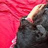 animal, bed, black_dog, blanket, closeup, comfort, companion, cozy, cuddly, dog, friendship, fur, hand, indoor, pet, relaxation, resting, sleeping, snuggle, soft