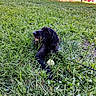 Bill a rejoint le concours — aidez-le/la à gagner de superbes lots ! animal, black_dog, canine, collar, daytime, dog, field, grass, greenery, happy, leisure, nature, outdoor, pet, playing, stick, summer, sunlight, tennis_ball, yard
