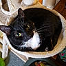 cat, black_and_white, tuxedo_cat, cat_tree, cat_hammock, indoor, pet, animal, feline, green_eyes, whiskers, curious, cozy, toys, floor, carpet, round_bed, plush_toys, relaxed, looking_up