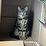 Sky joined the competition — help win amazing prizes! cat, tabby_cat, cardboard_box, box, pet, collar, id_tag, sitting, indoor, stripes, whiskers, ears, feline, portrait, cozy, shadow, corrugated, packaging, centered, calm