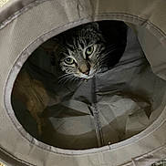 Sky is registered to the contest to win money with this photo: cat, tabby_cat, pet, peeking, eyes, whiskers, tunnel, fabric, indoor, carpet, curious, playful, cozy, portrait, closeup, pet_toy, fur, domestic, resting, eye_contact
