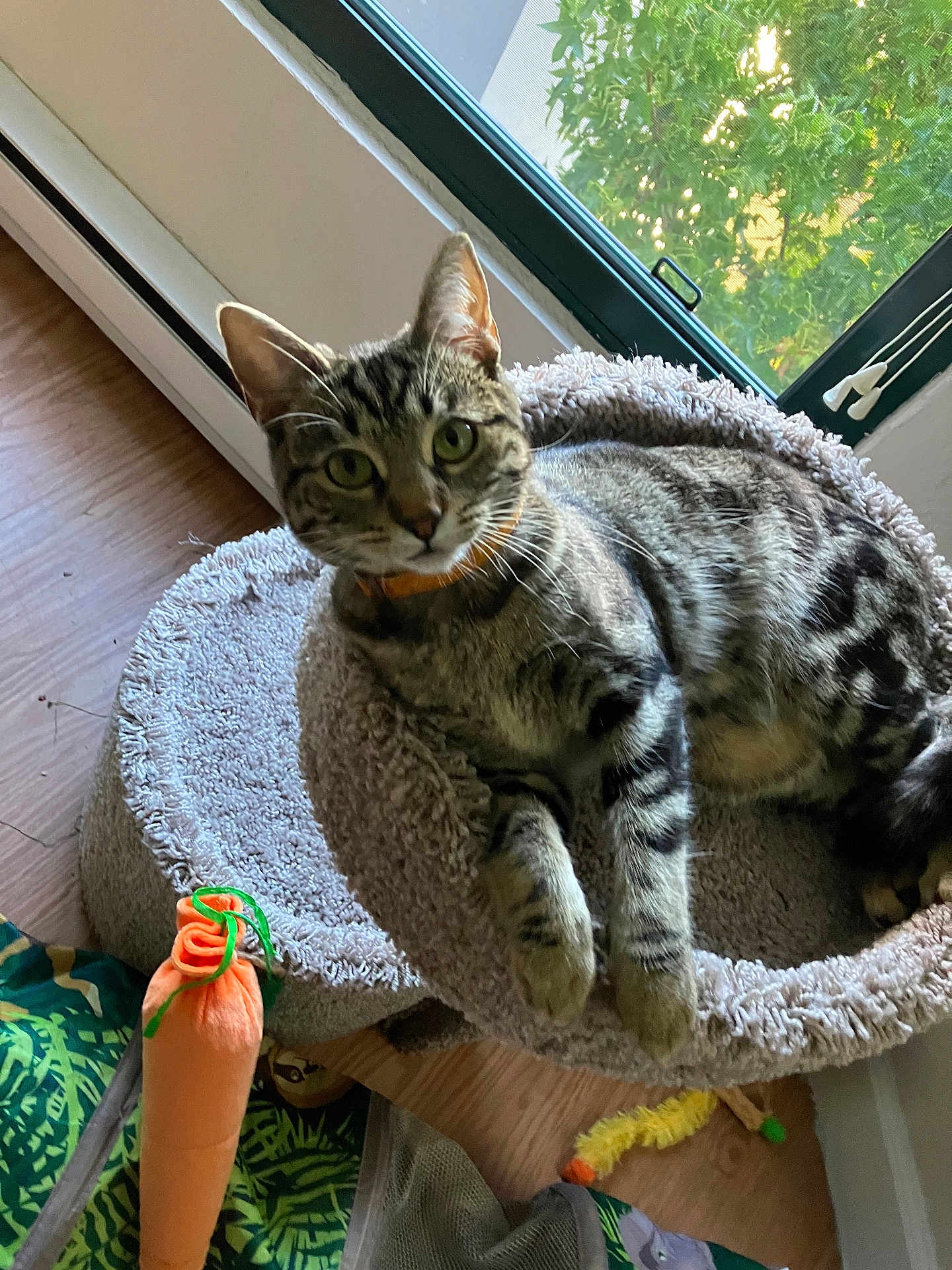 Sky is registered to the contest to win money with this photo: cat, tabby_cat, pet, indoor, window, cat_bed, plush_bed, toy_carrot, wooden_floor, sunlight, green_leaves, curious_expression, whiskers, paws, collar, lounging, close_up, cozy, domestic, feline