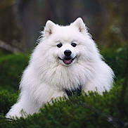 Chouchou participe au concours pour gagner de l'argent avec cette photo : dog, samoyed, white_fur, fluffy, smiling, outdoor, forest, greenery, nature, pet, animal, portrait, happy, fur, canine, grass, bushes, cute, friendly, wild