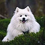 dog, samoyed, white_fur, fluffy, smiling, outdoor, forest, greenery, nature, pet, animal, portrait, happy, fur, canine, grass, bushes, cute, friendly, wild