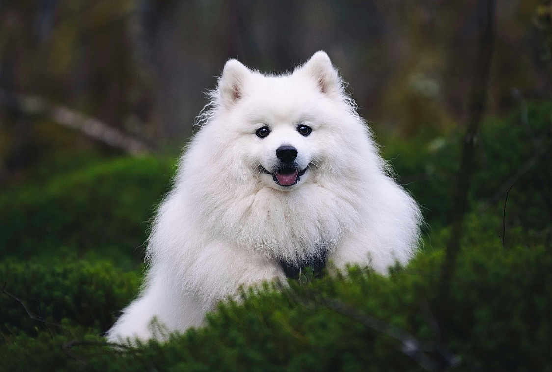 Chouchou participe au concours pour gagner de l'argent avec cette photo : dog, samoyed, white_fur, fluffy, smiling, outdoor, forest, greenery, nature, pet, animal, portrait, happy, fur, canine, grass, bushes, cute, friendly, wild