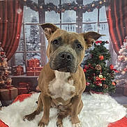 Aria participe au concours pour gagner de l'argent avec cette photo : dog, brown_dog, white_chest, fluffy_rug, christmas_tree, decorations, presents, red_curtains, holiday, festive, indoor, portrait, pet, cute, animal, ears_up, sitting, window, winter, snow