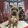 dog, brown_dog, white_chest, fluffy_rug, christmas_tree, decorations, presents, red_curtains, holiday, festive, indoor, portrait, pet, cute, animal, ears_up, sitting, window, winter, snow