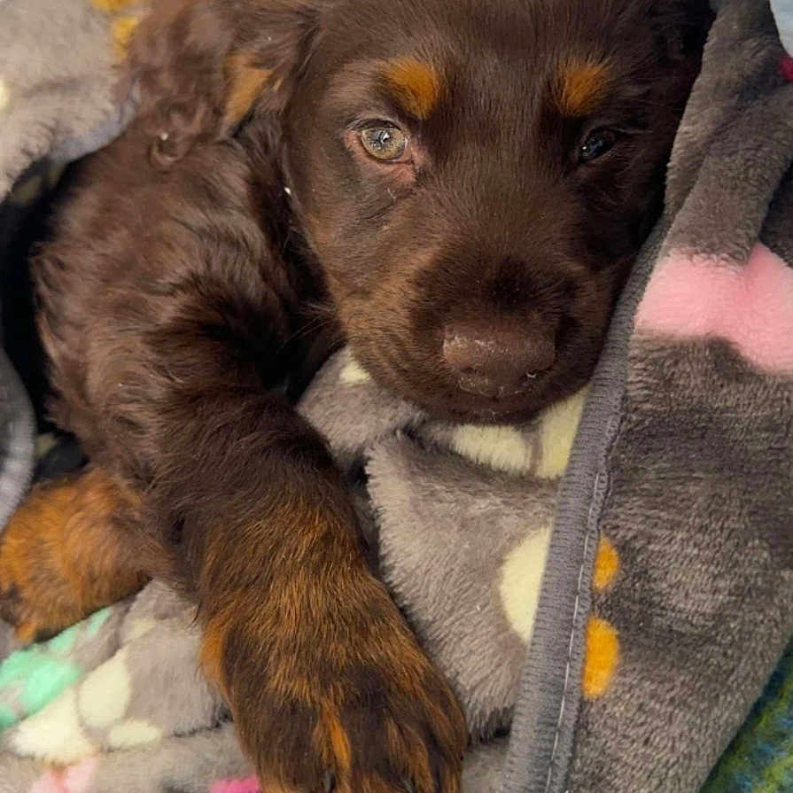 Denzil