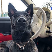 Uhtred a rejoint le concours — aidez-le/la à gagner de superbes lots ! dog, black_dog, pet, car_interior, steering_wheel, seat, leash, chain_collar, dashboard, window, alert, sitting, closeup, indoor, vehicle, animal, canine, fur, nose, ears