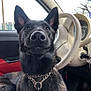 dog, black_dog, pet, car_interior, steering_wheel, seat, leash, chain_collar, dashboard, window, alert, sitting, closeup, indoor, vehicle, animal, canine, fur, nose, ears