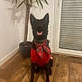 dog, black_dog, sweater, bow, plaid, wooden_floor, plant, potted_plant, indoor, pet, smiling, sitting, collar, door, window, home, flooring, decor, happy, animal