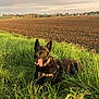 dog, black_dog, grass, field, rural, landscape, sky, clouds, sunlight, happy, tongue_out, outdoor, nature, harness, farm, plowed_field, daytime, calm, animal, pet