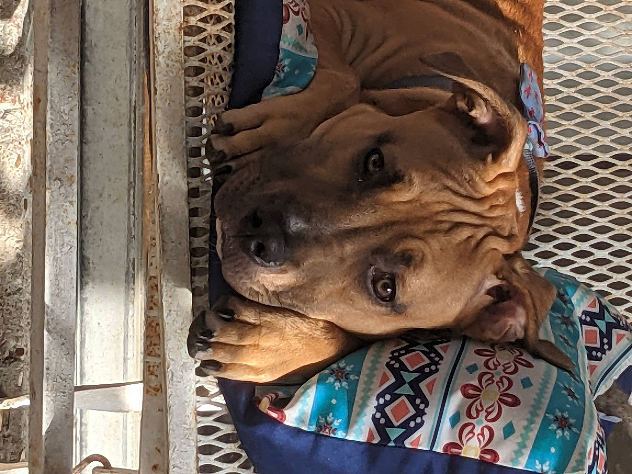 Hank joined the competition — help win amazing prizes! art, artifact, auto_part, bronze, canidae, carving, dog_breed, facade, fur, history, mammal, metal, pattern, sculpture, sporting_group, statue, visual_arts, wood, working_animal, wrinkle