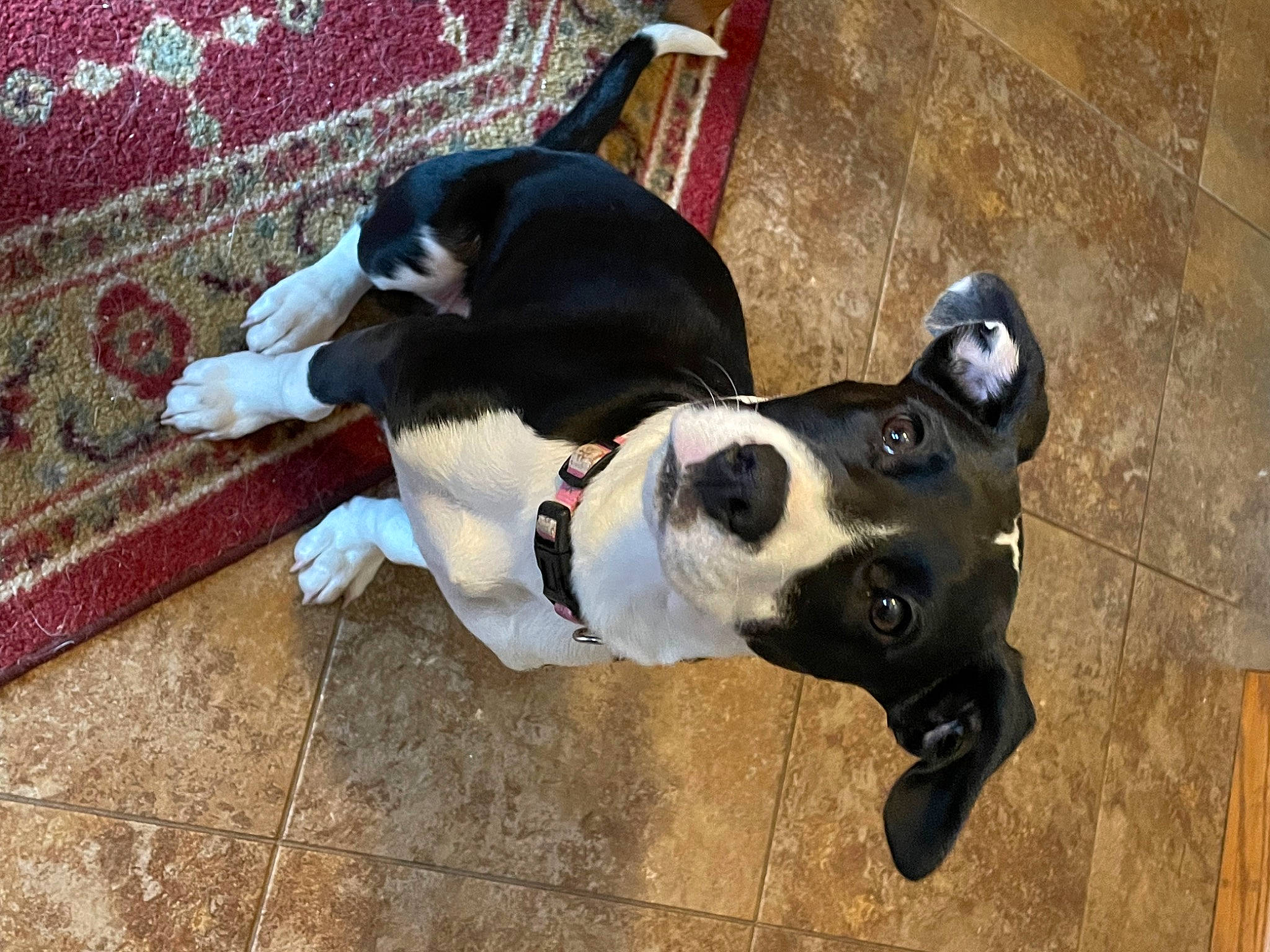 Phoebe is registered to the contest to win money with this photo: canidae, carmine, carnivore, collar, companion_dog, dog, dog_breed, dog_collar, dog_supply, fawn, flooring, leash, molosser, pet_supply, snout, sporting_group, tail, toy, working_animal, working_dog