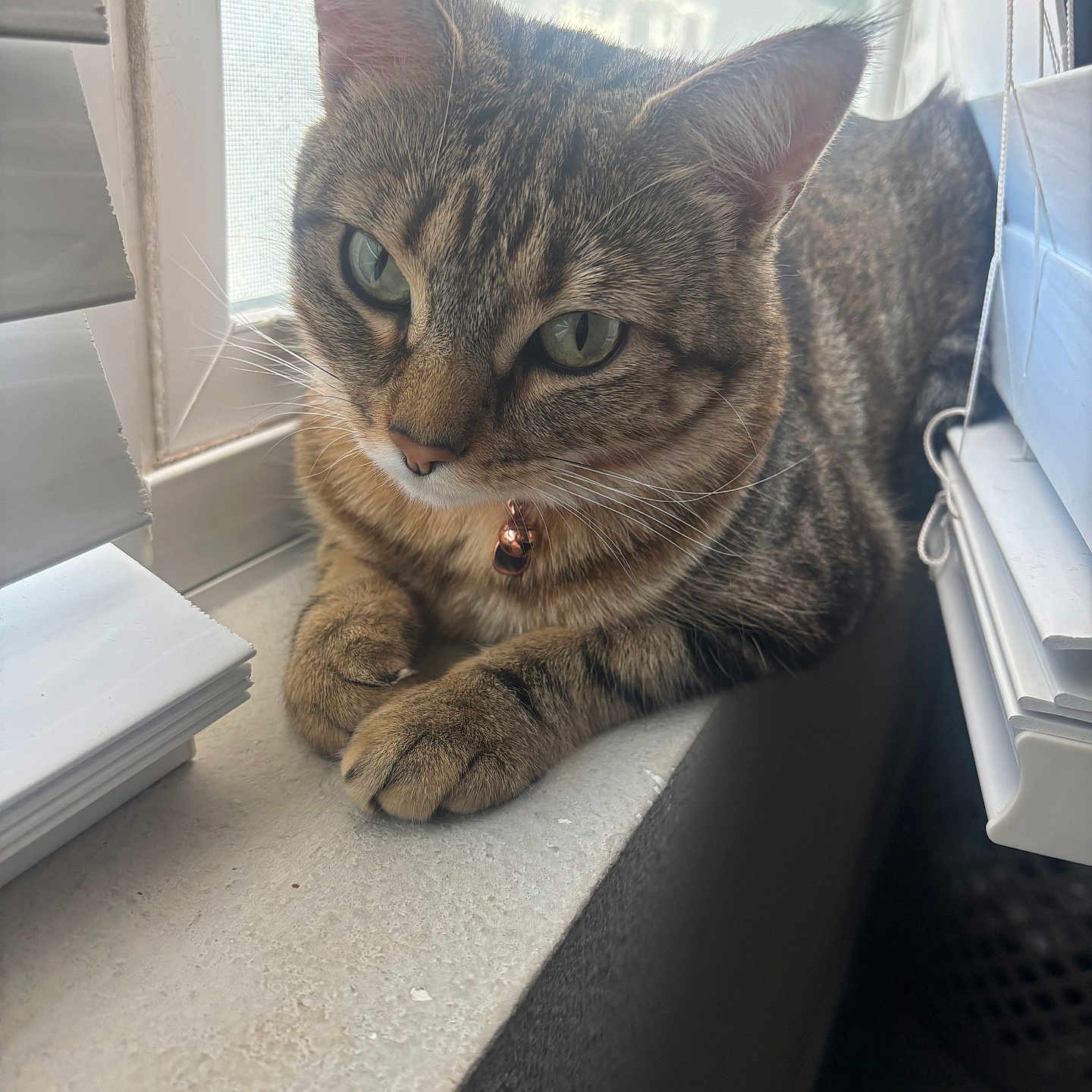 Willow is registered to the contest to win money with this photo: animal, bell, blinds, cat, closeup, collar, cute, feline, fur, green_eyes, indoor, paws, pet, relaxed, resting, sunlight, tabby, whiskers, window, windowsill