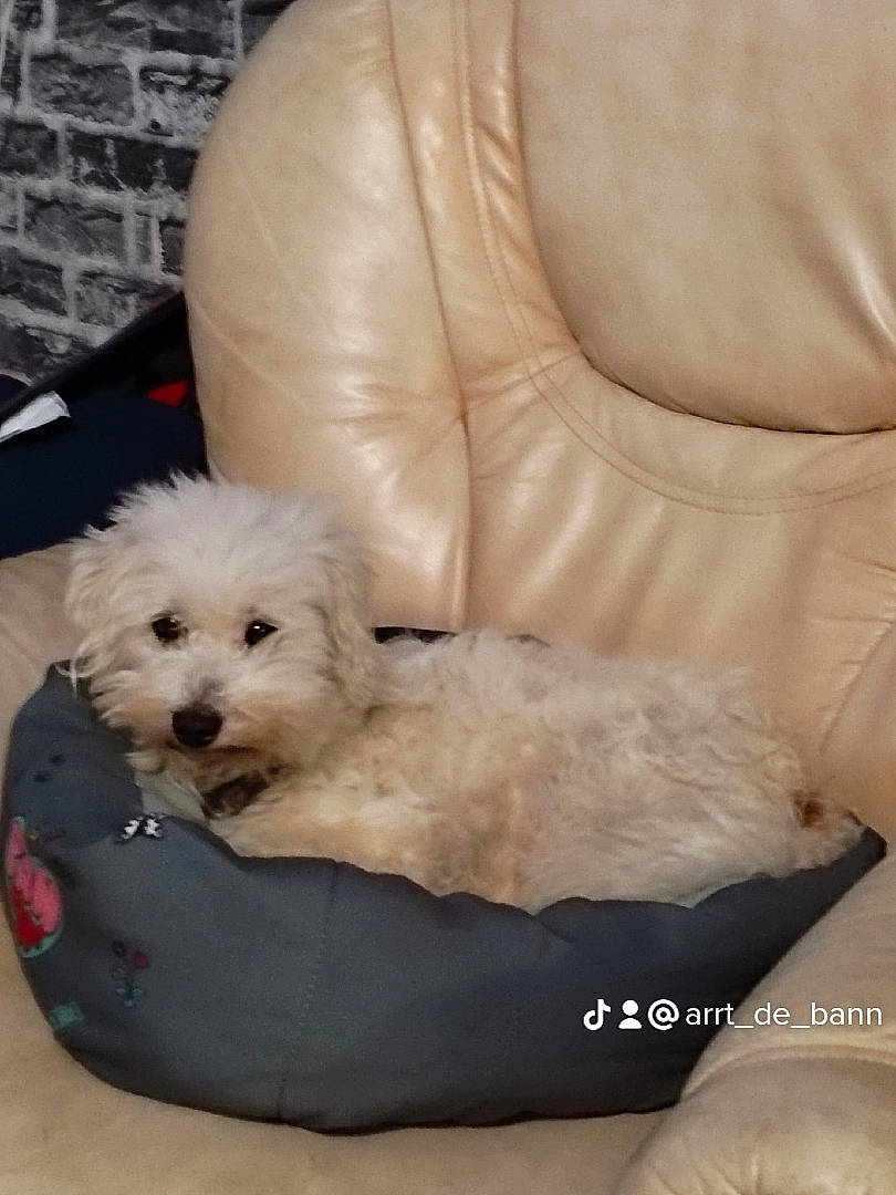 Marco participe au concours pour gagner de l'argent avec cette photo : canidae, carnivore, comfort, companion_dog, couch, dog, dog_breed, dog_supply, fur, labradoodle, maltepoo, poodle, shih_poo, small_terrier, sporting_group, terrier, toy_dog, water_dog, working_animal, yorkipoo