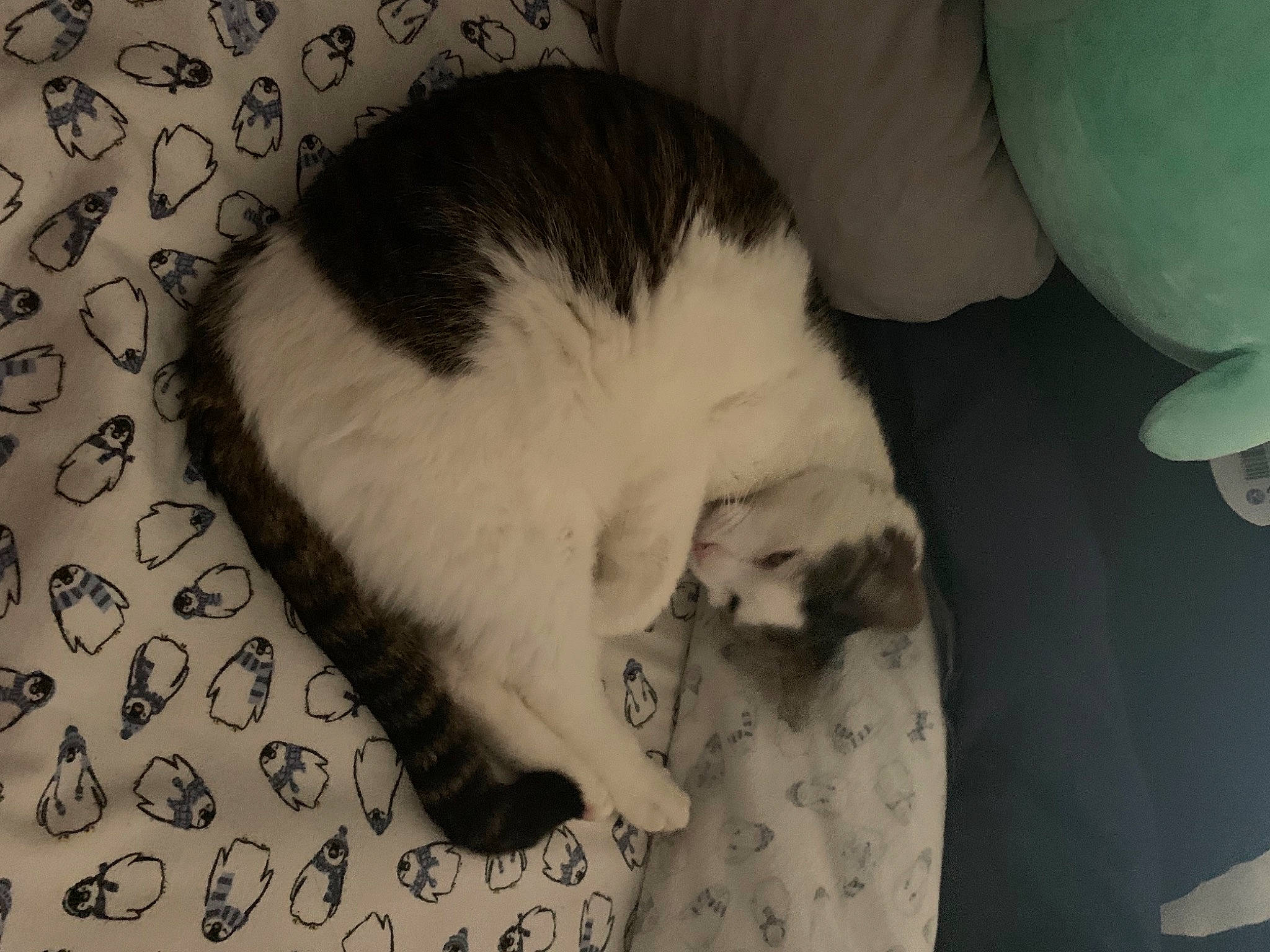 Fairfield joined the competition — help win amazing prizes! canidae, carnivore, cat, claw, comfort, domestic_short_haired_cat, eye, felidae, fur, monochrome, monochrome_photography, nap, paw, room, sleep, small_to_medium_sized_cats, snout, sporting_group, tail, whiskers