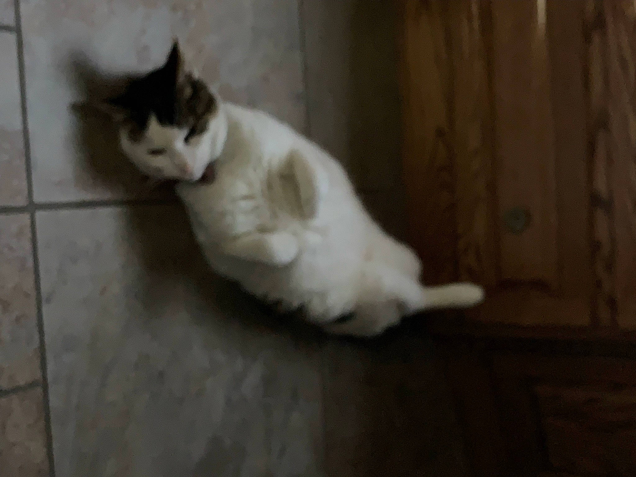 Fairfield is registered to the contest to win money with this photo: carnivore, cat, comfort, domestic_short_haired_cat, fawn, felidae, floor, flooring, foot, fur, hardwood, human_leg, paw, small_to_medium_sized_cats, snout, tail, tile_flooring, whiskers, wood, wood_flooring