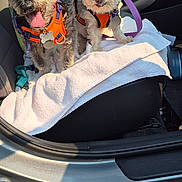 Maxx And Pickles is registered to the contest to win money with this photo: dog, small_dog, pet, car_interior, car_seat, towel, harness, leash, sunlight, happy, tongue_out, seatbelt, door, window, dashboard, steering_wheel, floor, concrete, resting, companion