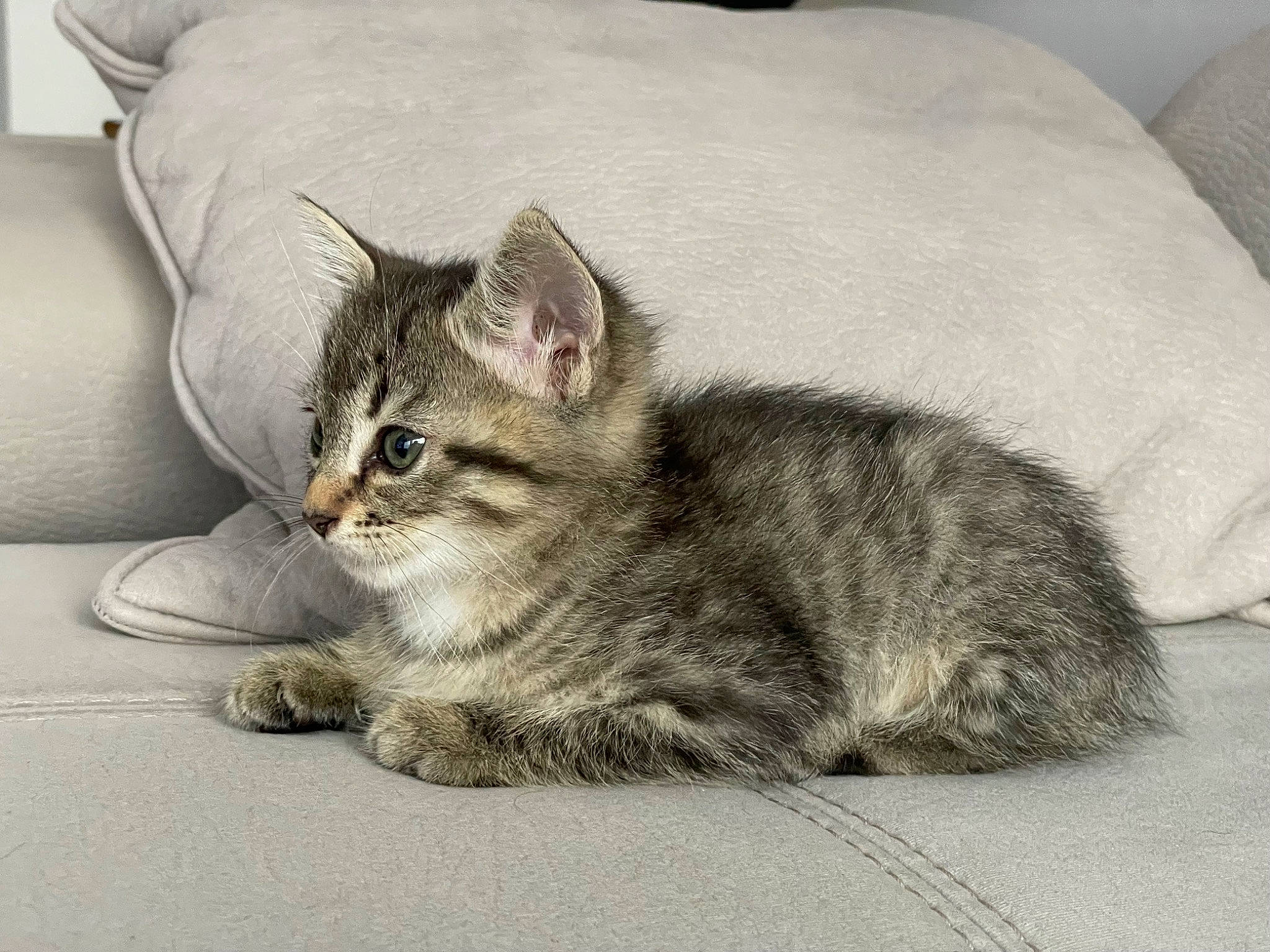 Mya a rejoint le concours — aidez-le/la à gagner de superbes lots ! carnivore, cat, claw, comfort, domestic_short_haired_cat, felidae, fur, grey, linens, paw, sitting, small_to_medium_sized_cats, tail, terrestrial_animal, whiskers