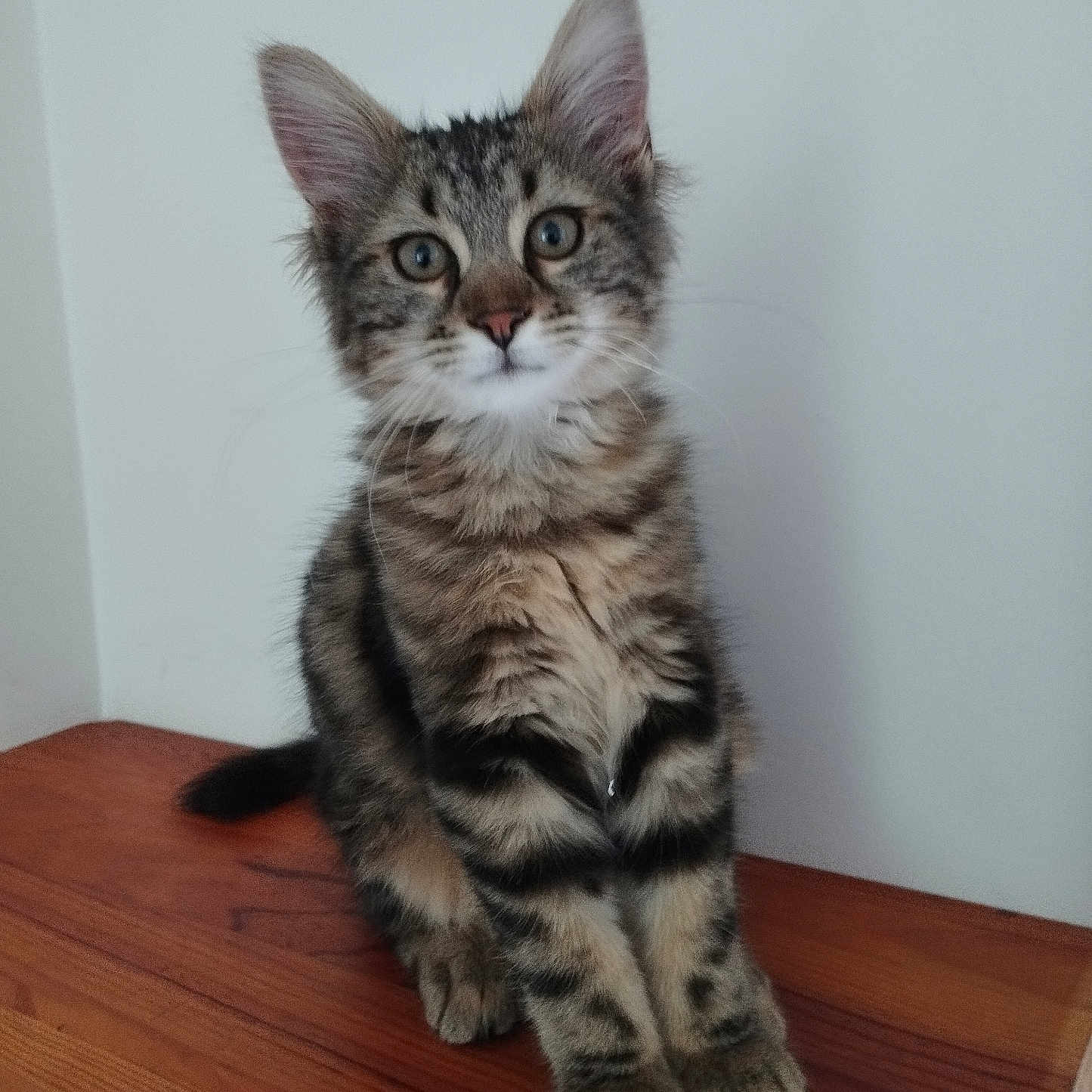 Bernie a rejoint le concours — aidez-le/la à gagner de superbes lots ! abyssinian, animal, cat, desk, egyptiancat, furniture, hardwood, kitten, manx, pet, plywood, shelf, stainedwood, table, wood