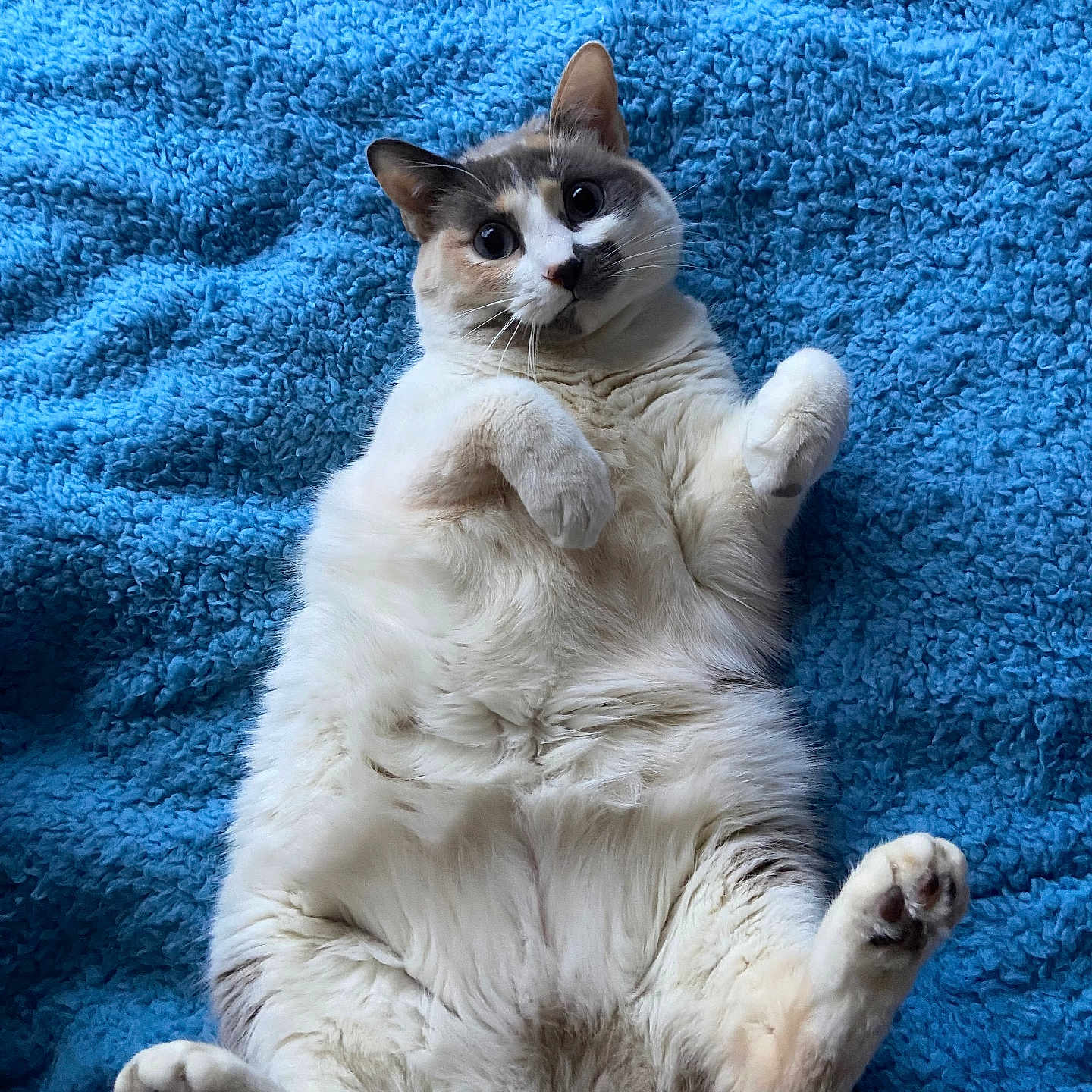 Willow is registered to the contest to win money with this photo: animal, blue_blanket, cat, closeup, cozy, curious, cute, feline, fluffy, gray_fur, indoor, lying_down, paws_up, pet, relaxed, resting, soft_texture, whiskers, white_fur, wide_eyes