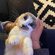 Willow joined the competition — help win amazing prizes! animal, bracelet, cat, closeup, couch, cute, domestic, fur, furniture, gray, hand, holding, indoor, pattern, person, pet, relaxed, rug, whiskers, white