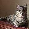 cat, tabby_cat, feline, pet, animal, striped_fur, wooden_surface, indoor, resting, looking_at_camera, curious, ears_up, whiskers, paws, relaxed, domestic_cat, portrait, mammal, house_pet, furniture
