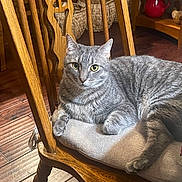 Tiger joined the competition — help win amazing prizes! cat, gray_tabby, wooden_chair, cushion, indoor, flooring, baskets, teapot, furniture, pet, relaxed, looking_at_camera, yellow_eyes, fur, domestic_cat, cozy, home_interior, wood_texture, animal, resting