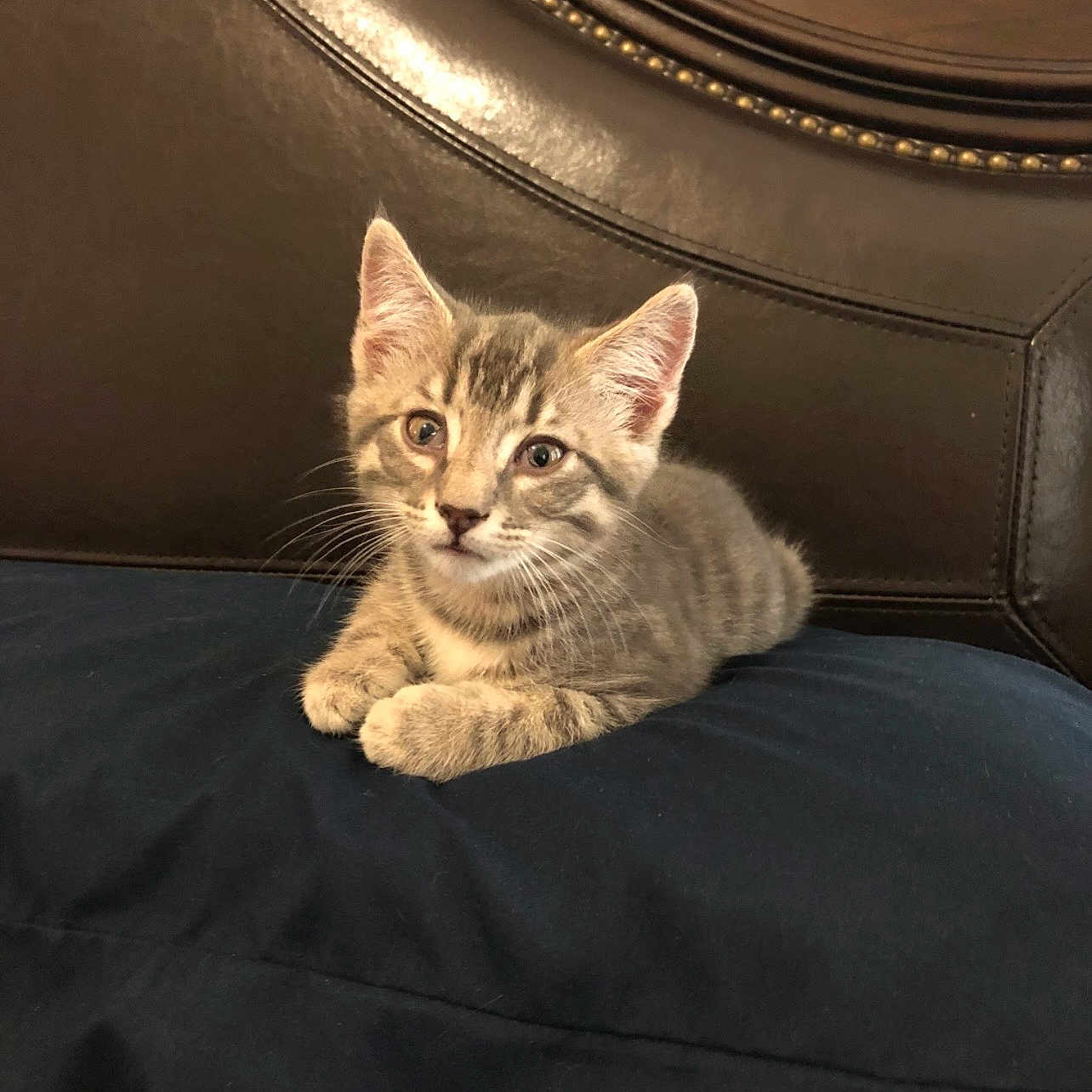Tiger joined the competition — help win amazing prizes! kitten, cat, tabby, pet, animal, cute, feline, cushion, bed, indoor, resting, young, fur, whiskers, ears, eyes, leather, headboard, comfort, domestic