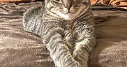 Tiger is registered to the contest to win money with this photo: cat, gray_tabby, pet, bed, blanket, indoor, feline, animal, fur, whiskers, ears, eyes, paws, relaxed, cute, cozy, sleeping_area, home, resting, looking