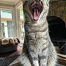 Tiger joined the competition — help win amazing prizes! cat, tabby_cat, yawning, indoor, living_room, fireplace, tongue, teeth, feline, pet, window, cozy, fur, animal, mouth, whiskers, close_up, sitting, house, domestic_animal