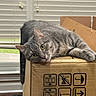 Tiger joined the competition — help win amazing prizes! cat, gray_tabby, cardboard_box, indoor, window_blinds, curious, relaxed, pet, feline, whiskers, yellow_eyes, wooden_floor, home, resting, playful, animal, closeup, domestic_cat, laying_down, cozy