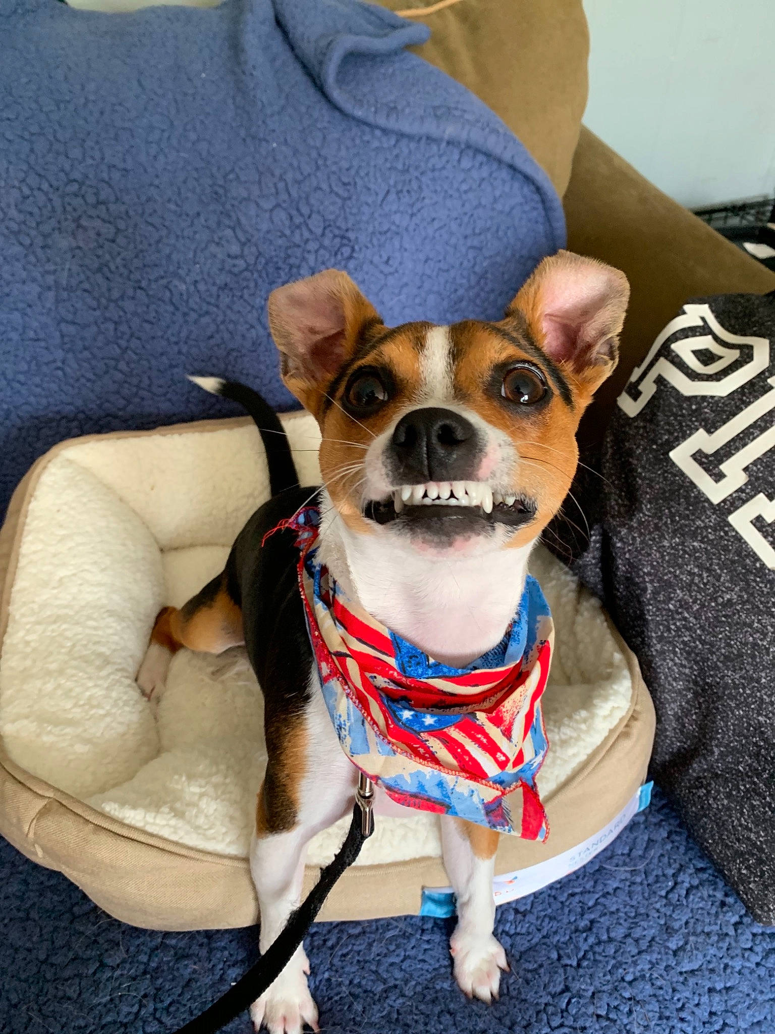 Peanut joined the competition — help win amazing prizes! canidae, cardigan_welsh_corgi, carnivore, chihuahua, companion_dog, corgi_chihuahua, dog, dog_breed, dog_clothes, feist, leash, mammal, miniature_fox_terrier, rat_terrier, snout, teddy_roosevelt_terrier, tenterfield_terrier, toy_dog, toy_fox_terrier, vertebrate